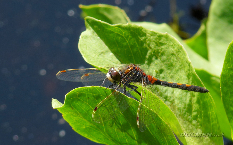 Ruby Whiteface (Leucorrhinia rubicunda)